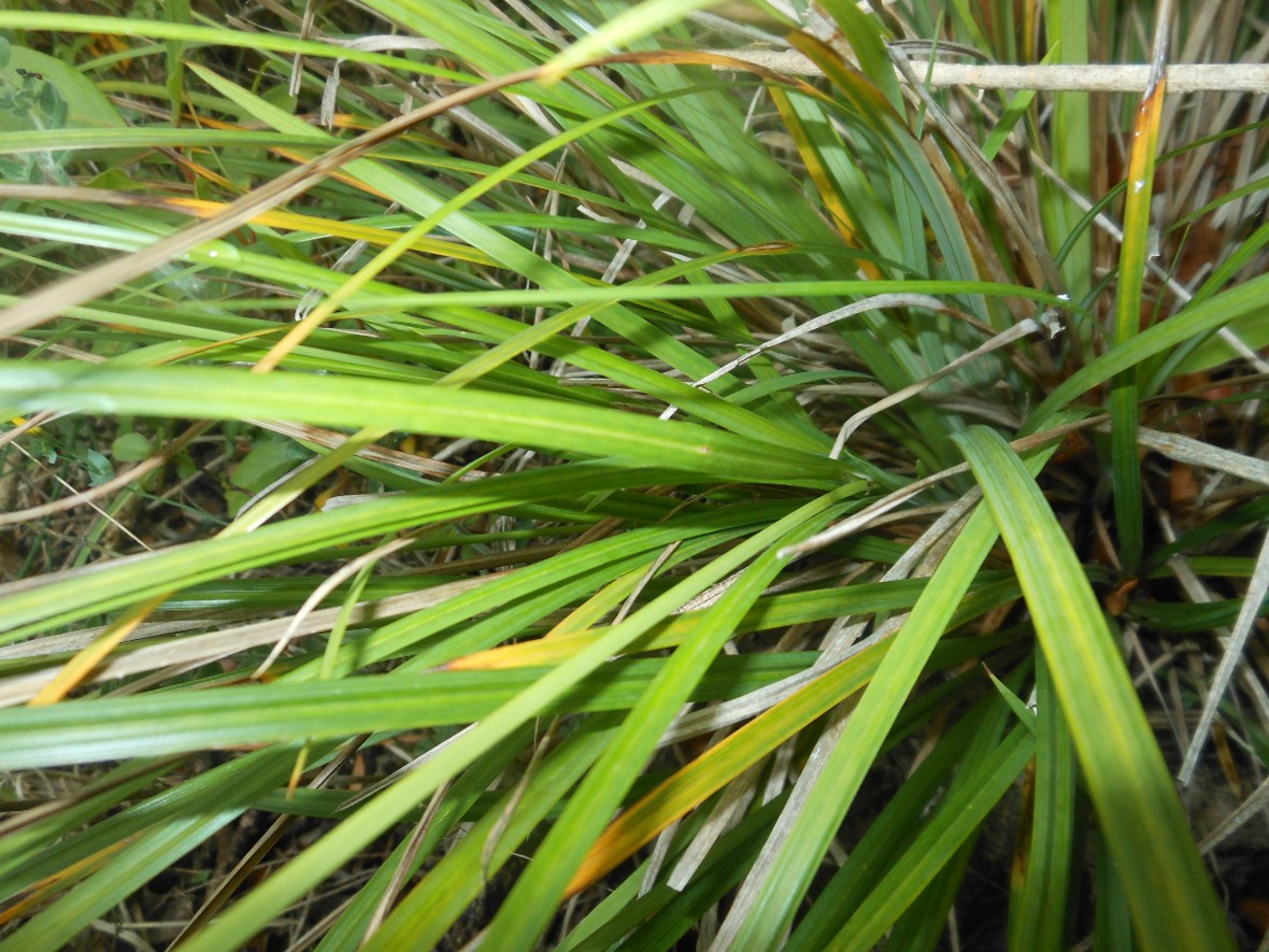 Carex grioletii / Carice di Griolet